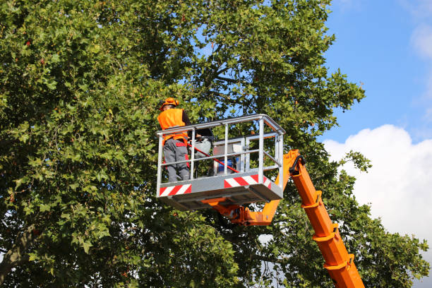 Best Leaf Removal  in Belleville, WI